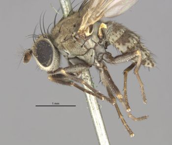 Media type: image;   Entomology 11133 Aspect: habitus lateral view